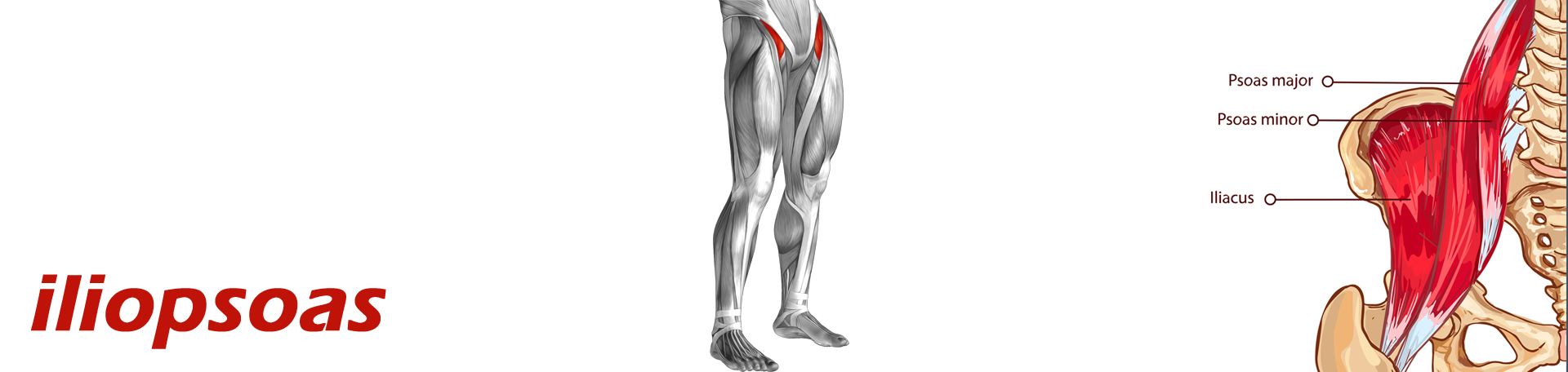 West Des Moines Back Pain and Iliopsoas Muscle Link