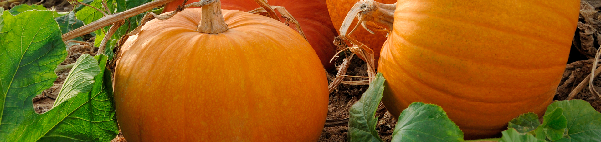 West Des Moines Pumpkin Leaves’ help for degenerated discs